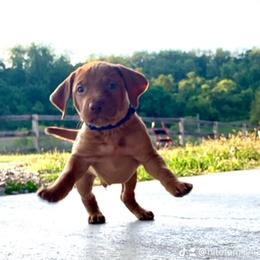 Vizsla Puppies from Waymaker Vizslas
