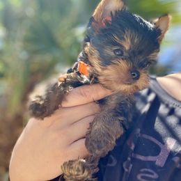 Yorkshire Terrier Puppies from Lala’s Pups