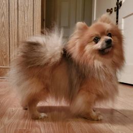 Pomeranians from Petite Poms and Frenchies