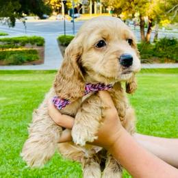 Benjie - Golden male Cocker Spaniel puppy in Santa Ana, California from American Cocker Spaniel