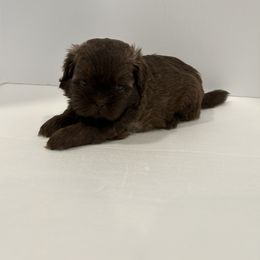 Shih Tzu Puppies from Moore Shih Tzus