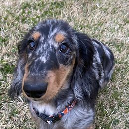 Dachshunds from Dirt Road Doxies