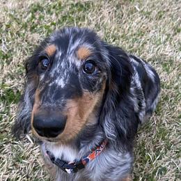 Dachshunds from Dirt Road Doxies