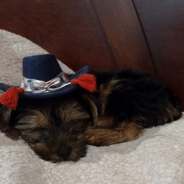 Yorkshire Terrier All Grown Up from Sweet Georgia Yorkies