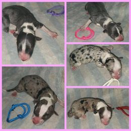 Border Collie Puppies from Lake Ridge Border Collies