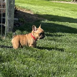 French Bulldog Puppies from Miller Frenchie Farm