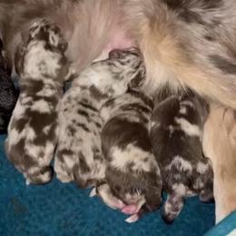 Candy - Red merle female Australian Shepherd puppy in Piedmont, Oklahoma from HeartDriven Aussies