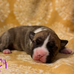 Girl 4 - female American Pit Bull Terrier puppy in Nine Mile Falls, Washington from Bartin Kennels