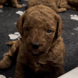 Sage - Red  female Poodle puppy in Jensen Beach, Florida from Pineapple Poodles