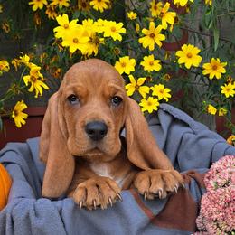 Basset Hound and Beagle Puppies from Orange Mountain Basset Hounds & Beagles