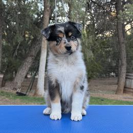 Kraken - Blue merle male Miniature American Shepherd puppy in New Mexico from Von Südwest German Shepherds and Mosaic Mini American Shepherds
