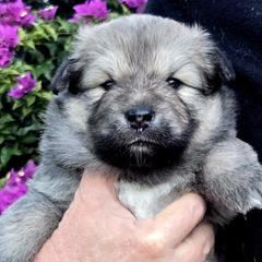 Katniss - Tan female Finnish Lapphund puppy in Dunedin, Florida from Seahaven Finnish Lapphunds