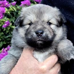 Katniss - Tan female Finnish Lapphund puppy in Dunedin, Florida from Seahaven Finnish Lapphunds