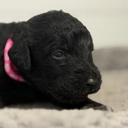 Bonnie - Black female Labradoodle puppy in Georgetown, South Carolina from Muddy Bay Kennels