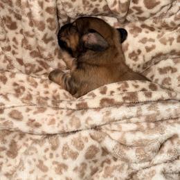 Crew - Red male Dachshund puppy in Brenham, Texas from 1 Moore Dachshund