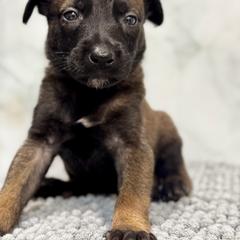 Dasher - Tan male Working Dog Cross puppy in Clarksville, Tennessee from Vuurhart Herders