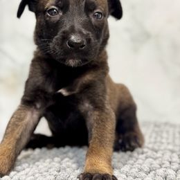 Dasher - Tan male Working Dog Cross puppy in Clarksville, Tennessee from Vuurhart Herders