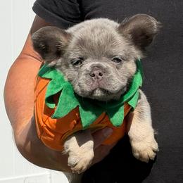 Dylan-AKC Fluffy Long Hair - Tricolors male French Bulldog puppy in Palm Coast, Florida from Calypso Island French Bulldogs