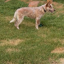 Aura - Red speckled female Australian Cattle Dog puppy in Scurry, Texas from RedHorizon AKC Australian Cattle Dogs (Heelers)