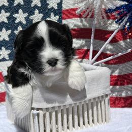 Havanese Puppies from Nevin Keeney