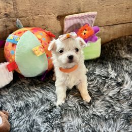 LG1 AKC Orange SOOKIE - White Maltese puppy in Blythe, California from California AKC Maltese & Yorkies