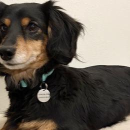 Dachshunds from jennelle johnson
