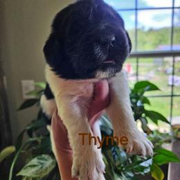 Thyme - White and black female Newfoundland puppy in Honey Grove, Pennsylvania from Heinrich Family Newfoundlands