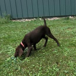 Boy 1 - Liver German Shorthaired Pointer puppy in Ashville, Ohio from Joyce Shively