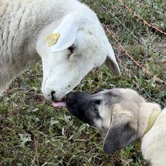 Kangal Puppies from Berecz Hollow Farm