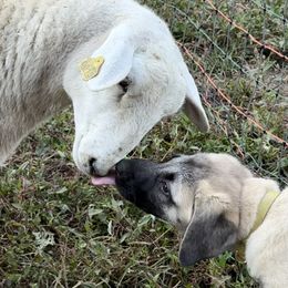 Kangal Puppies from Berecz Hollow Farm