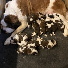 Saint Bernard Puppies from Ostara Kennel