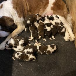 Saint Bernard Puppies from Ostara Kennel