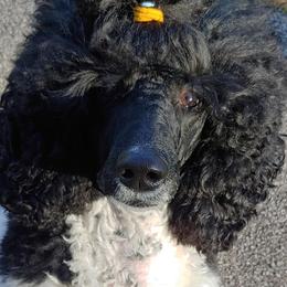 Sheri - Poodle