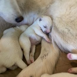 Pomsky and Siberian Husky Puppies from Kristie’s Husky Haven