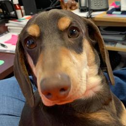 Draxx - Dachshund
