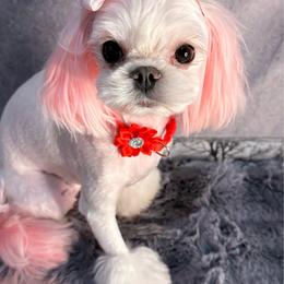 Amazonka - Maltese