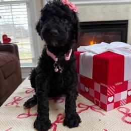 Dior's Pink collar - Black female Poodle puppy in Mc Leansville, North Carolina from Absolutely Pampered Poodles