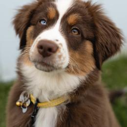 Australian Shepherd Puppies from Lovable Little Aussies