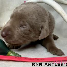 Arrow - Silver female Dilute Retriever puppy in Grants Pass, Oregon from KnR Antler Dogs