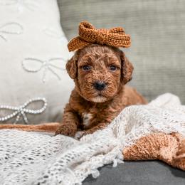 Boy 3 - male Goldendoodle puppy in Spokane, Washington from Dream Doodles in Spokane WA