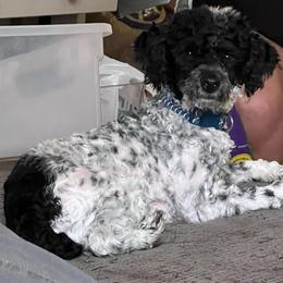 Z - Poodle