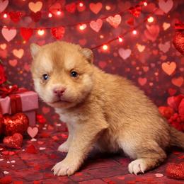 Alex - Red and white male Pomsky puppy in Amarillo, Texas from Pom Pom Pomskies