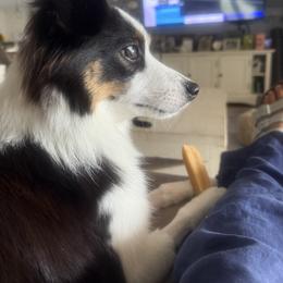 Toy Australian Shepherd All Grown Up from Alexandra's Toy Aussies