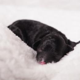 Boy 1 - Black male Poodle puppy in Las Vegas, Nevada from Plush Toy Poodle Puppies & Pals