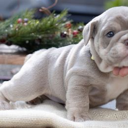 Bulldog Puppies from Flawless Bulldog