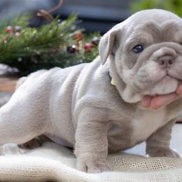 Bulldog Puppies from Flawless Bulldog