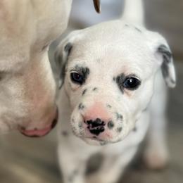 Ruby - White and black female Dalmatian puppy in Hastings, Florida from Love My Spotty Dalmatians