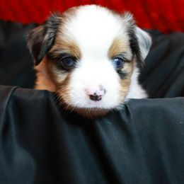 Dasher - Blue merle male Toy Australian Shepherd puppy in Albia, Iowa from J Bar M Toy and Mini Aussies
