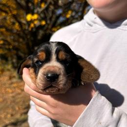 Male 4 - Black brown and white male Basset Hound puppy in Lindley, New York from Hill Top Basset Hounds & Cane Corso