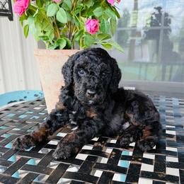 Joseph - Phantom male Bernedoodle puppy in Bowling Green, Ohio from FDF Pyredoodles & Bernedoodles